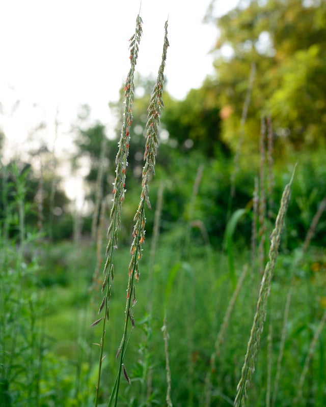 Bouteloua Curtipendula Side Oats Grama Wild Ridge Plants Llc