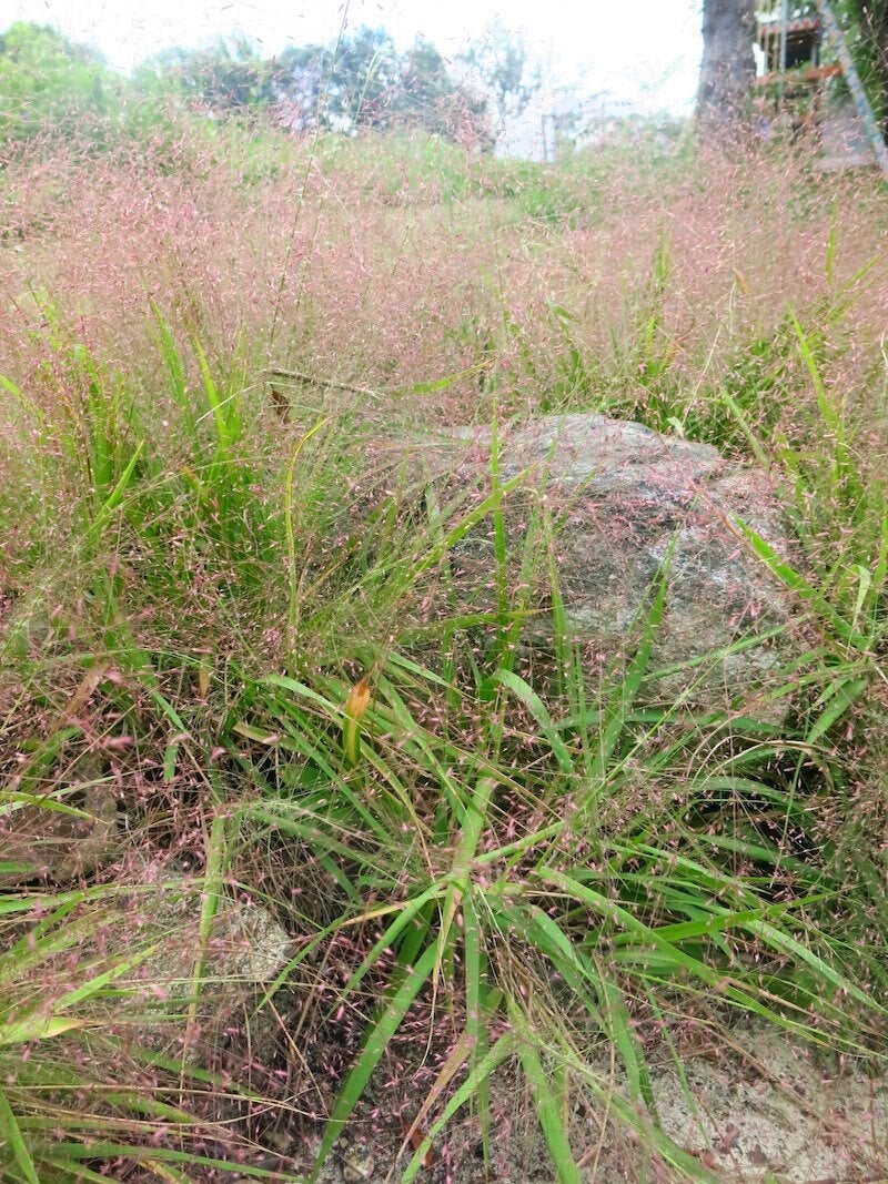 Eragrostis Spectabilis Purple Lovegrass Wild Ridge Plants LLC