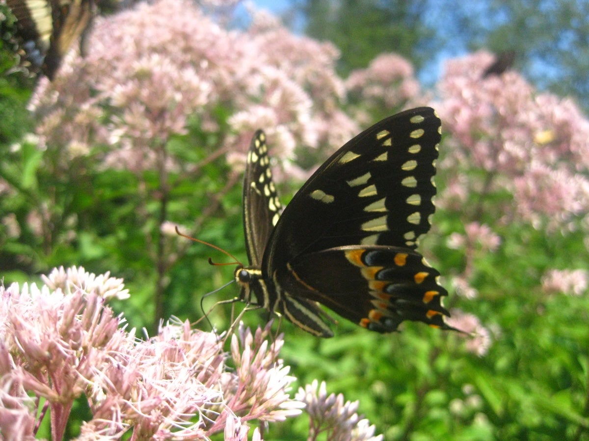 Wild Ridge Plants, LLC