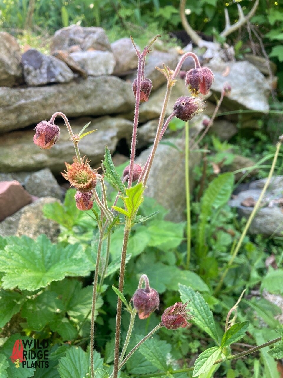 Geum rivale / Chocolate Root
