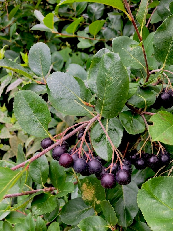 Black Chokeberry Bush | Buy at NatureHills.com