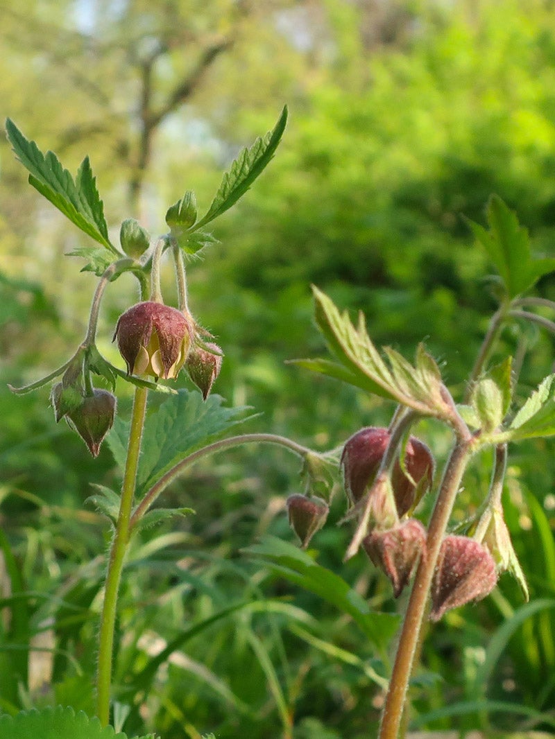 Geum rivale / Chocolate Root