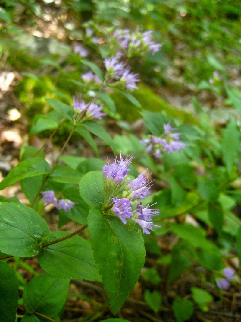 Cunila origanoides / Dittany