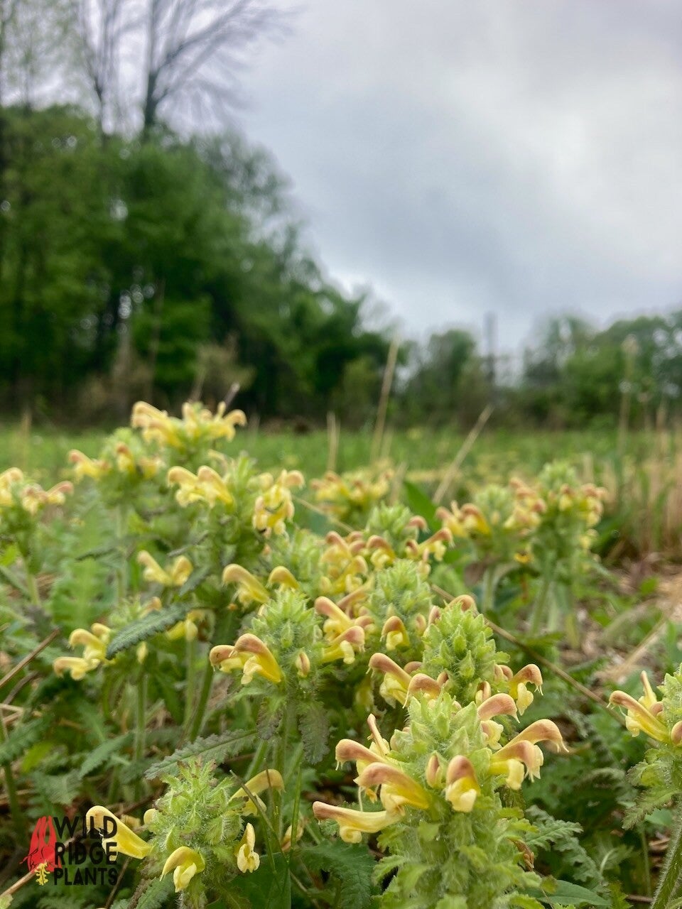 Pedicularis canadensis / Canadian wood betony