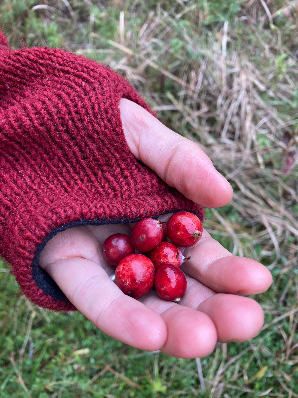 Vaccinium macrocarpon / Wild Cranberry | Wild Ridge Plants, LLC