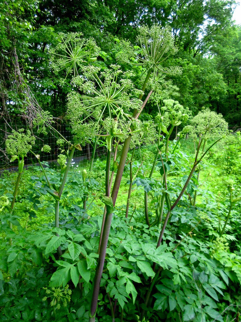 Angelica atropurpurea / Purplestem Angelica | Wild Ridge Plants, LLC
