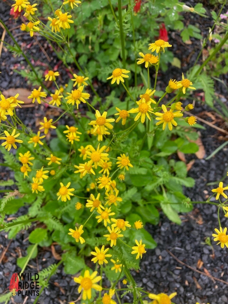 Wild Ridge Plants Packera obovata Roundleaf Ragwort