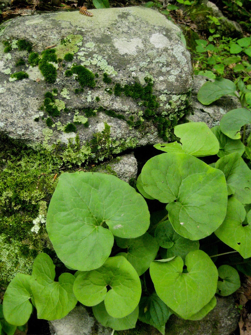 Wild Ridge Plants, LLC