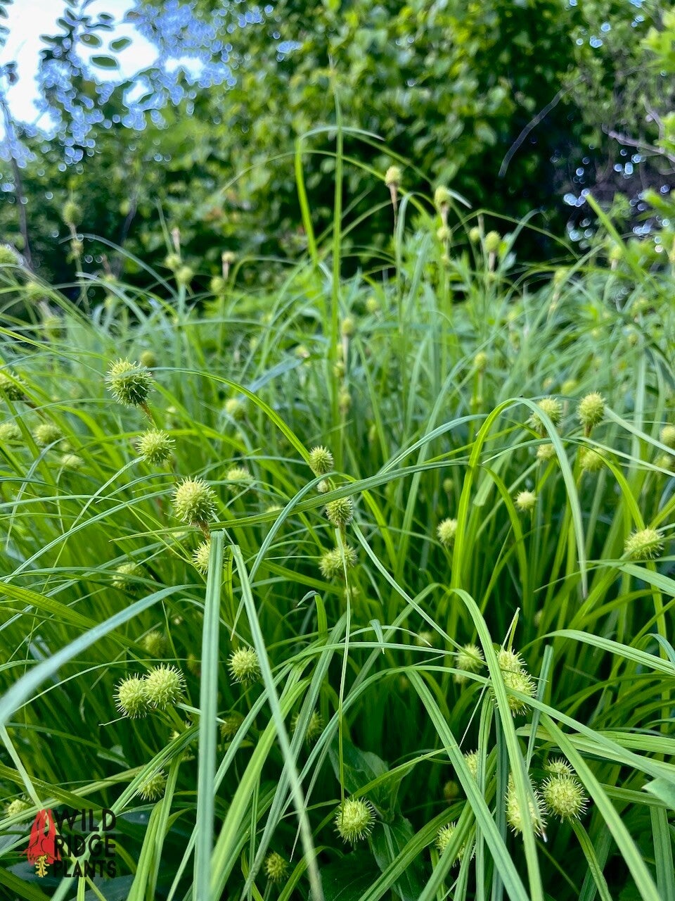 Carex squarrosa / Squarrose Sedge | Wild Ridge Plants, LLC