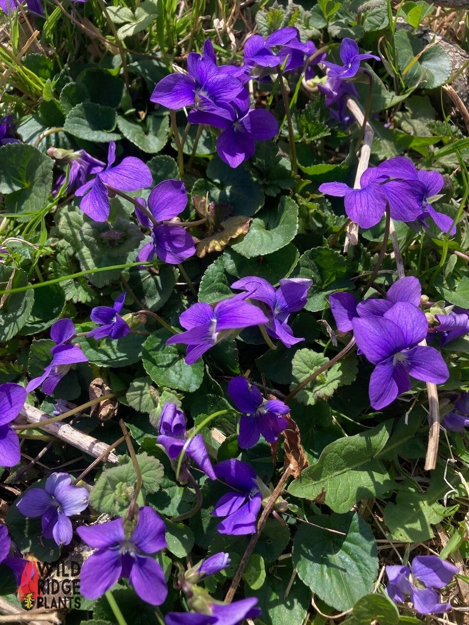 Viola sororia / Common Blue Violet | Wild Ridge Plants, LLC