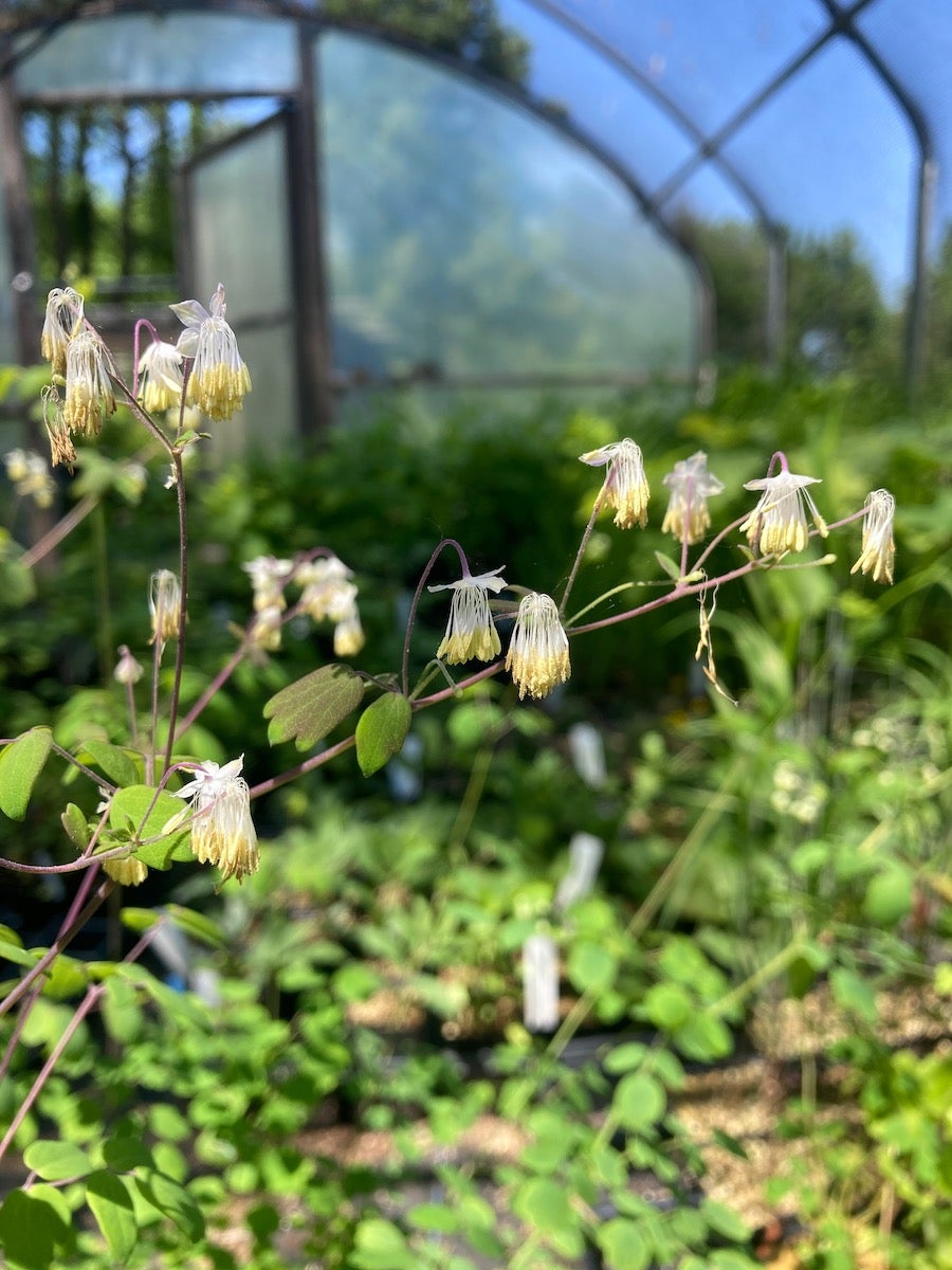 touch me not plant Touch Me Not Mimosa Pudica Linn Plant main image 1