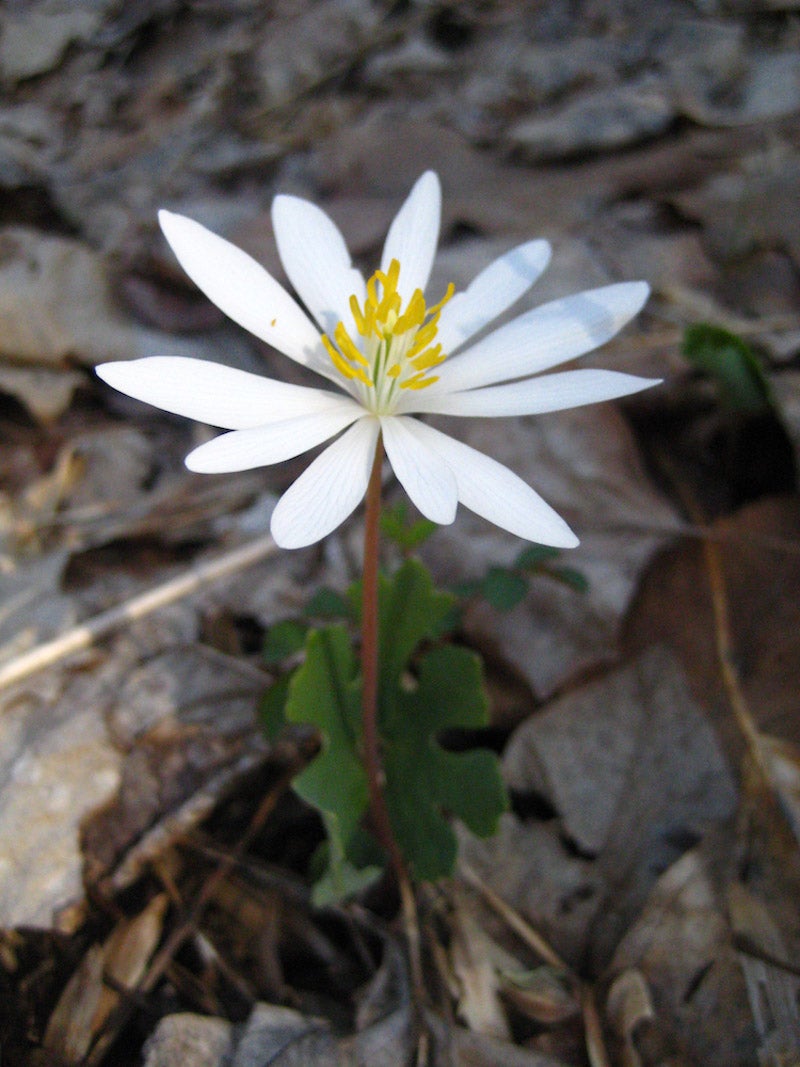 Sanguinaria canadensis / Bloodroot