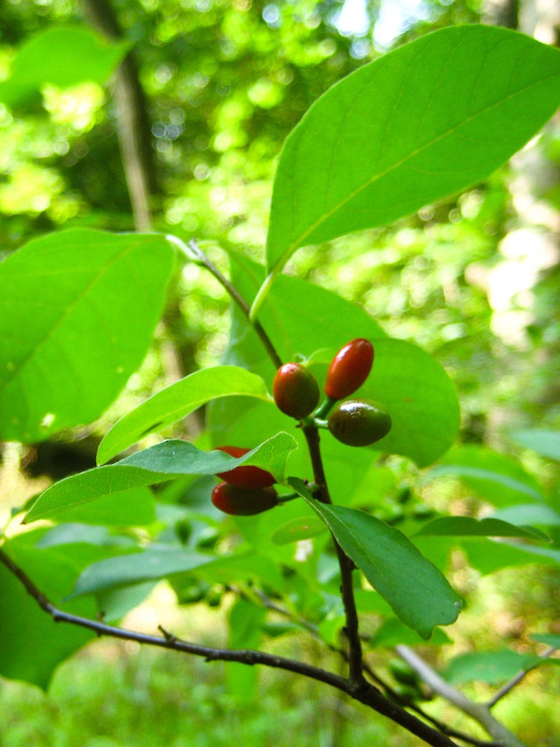 Lindera benzoin / Spicebush | Wild Ridge Plants, LLC