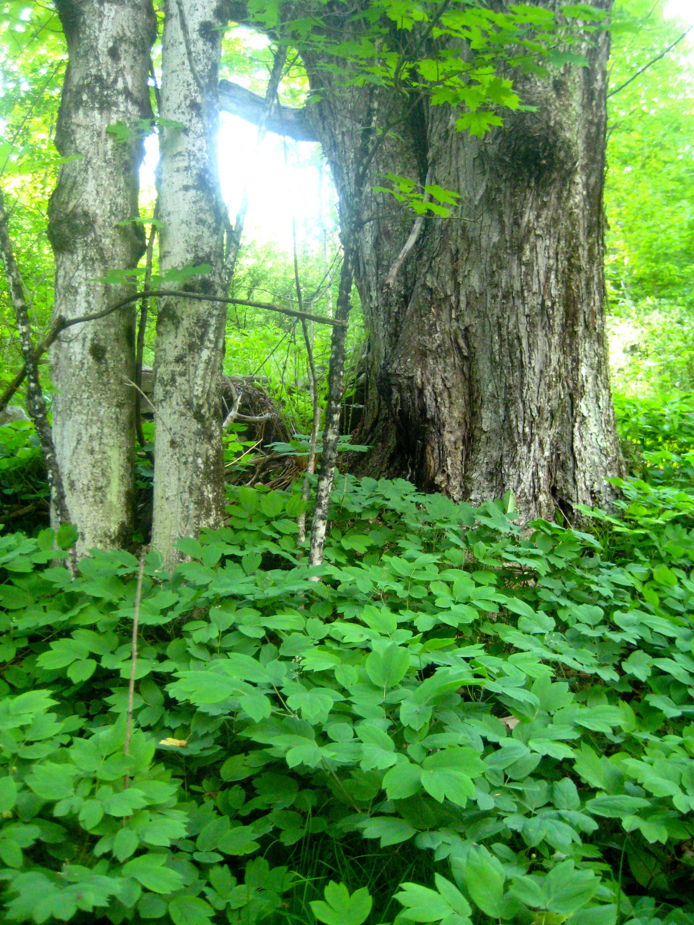 garden plant supports GreenStalk Plant Support