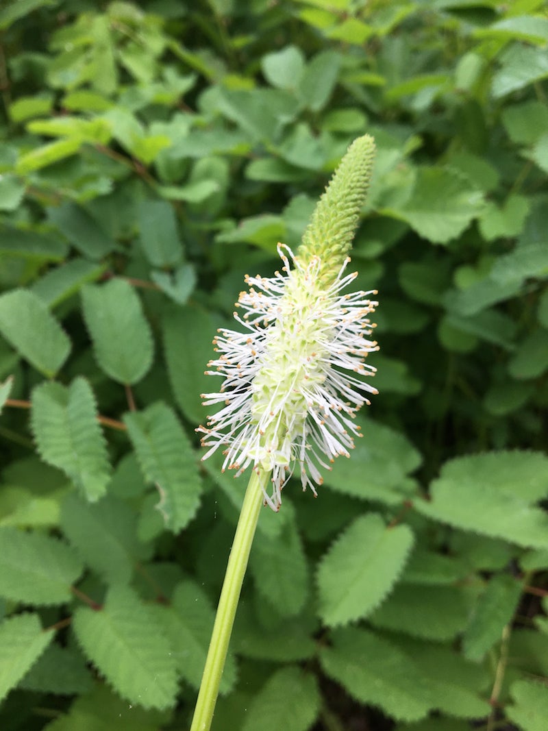 Sanguisorba canadensis / Canadian Burnet | Wild Ridge Plants, LLC