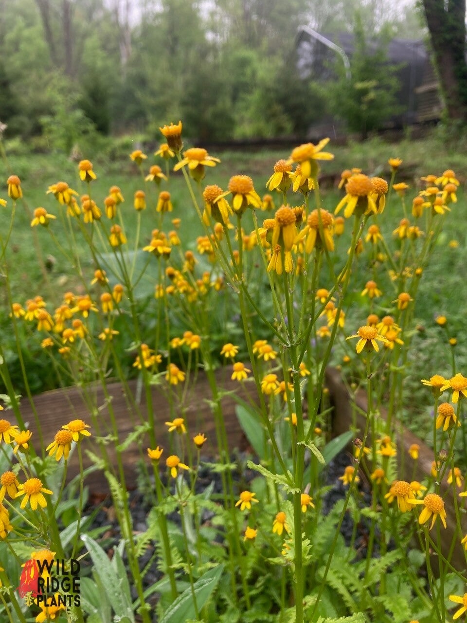 Wild Ridge Plants Packera obovata Roundleaf Ragwort - Thumbnail 2