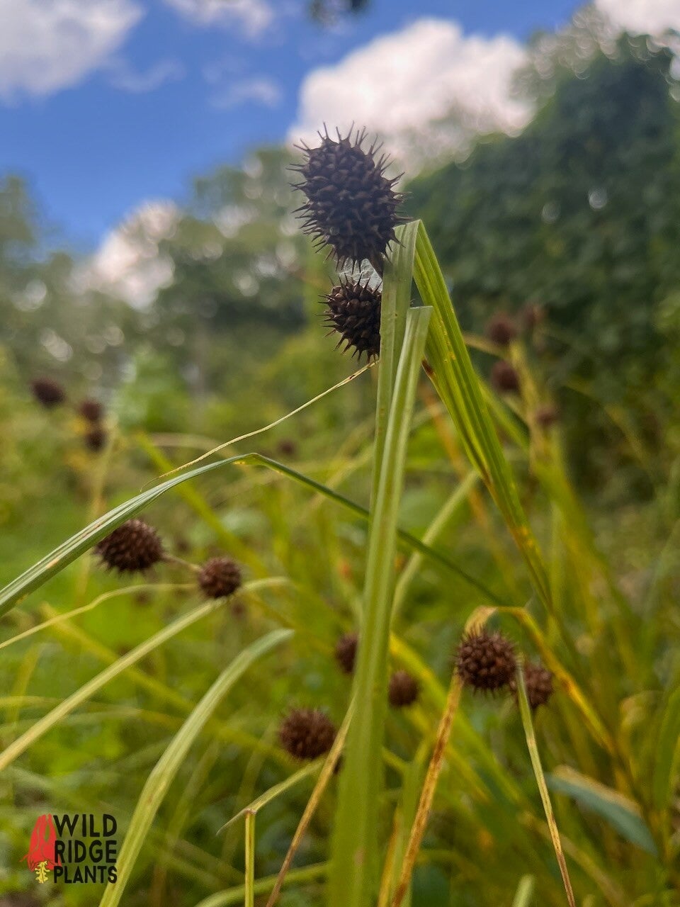 Carex squarrosa / Squarrose Sedge | Wild Ridge Plants, LLC