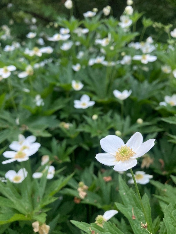 Anemone canadensis / Canada anemone | Wild Ridge Plants, LLC