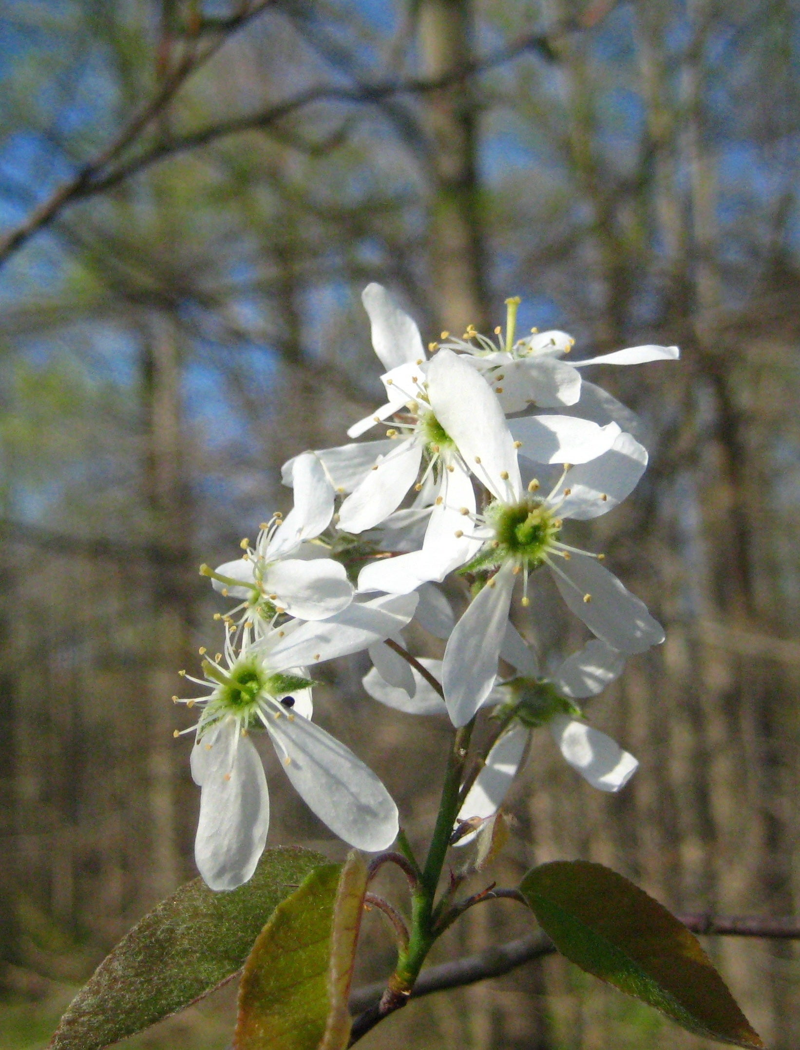 Amelanchier canadensis / Canadian serviceberry | Wild Ridge Plants, LLC