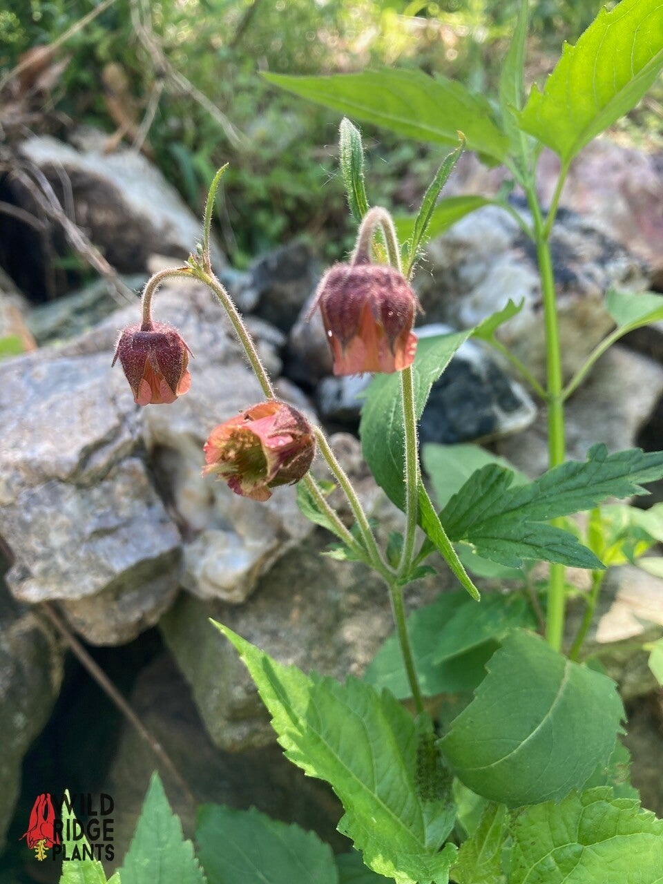 Geum rivale / Chocolate Root