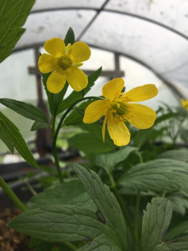 Ranunculus caricetorum / Swamp Buttercup