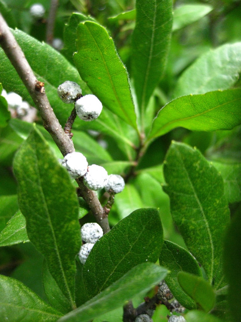 Morella pensylvanica / Bayberry | Wild Ridge Plants, LLC