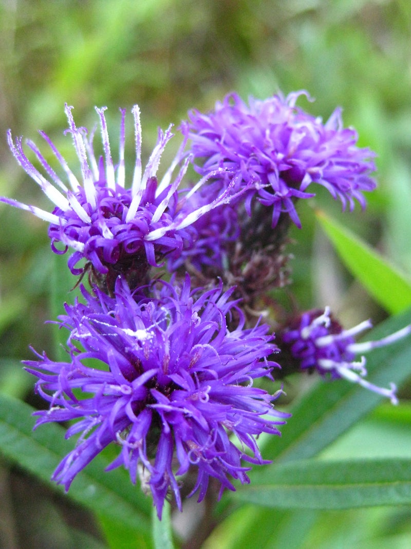 Vernonia Noveborecensis New York Ironweed Wild Ridge Plants LLC vernonia-noveborecensis-new-york-ironweed-wild-ridge-plants-llc