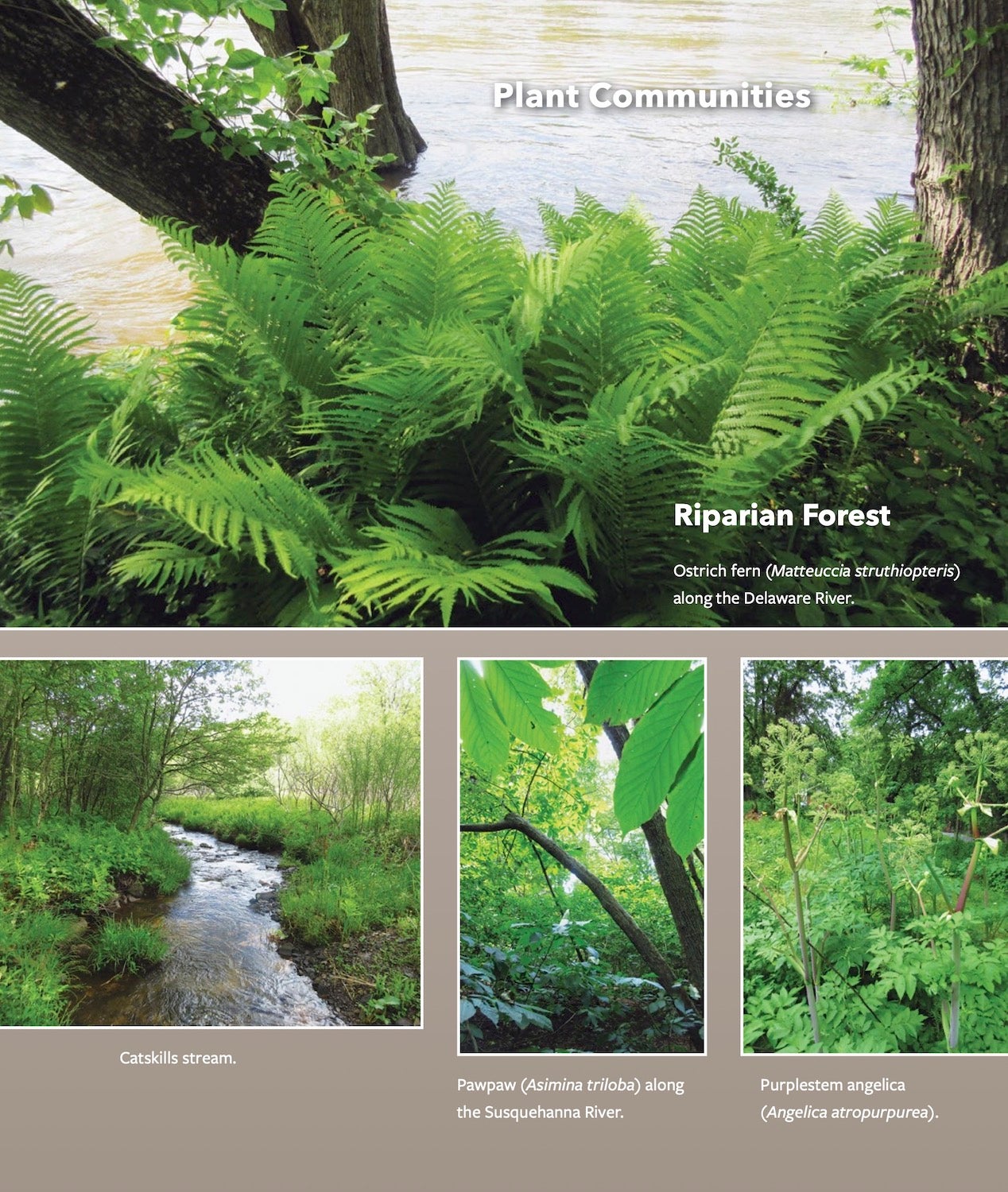 Wild Plant Culture: A Guide To Restoring Native Edible and