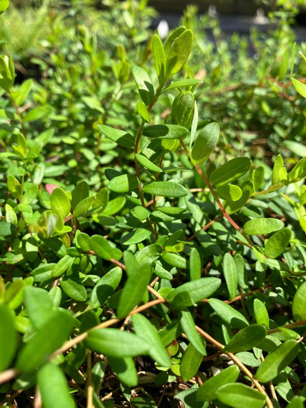 Vaccinium macrocarpon / Wild Cranberry | Wild Ridge Plants, LLC