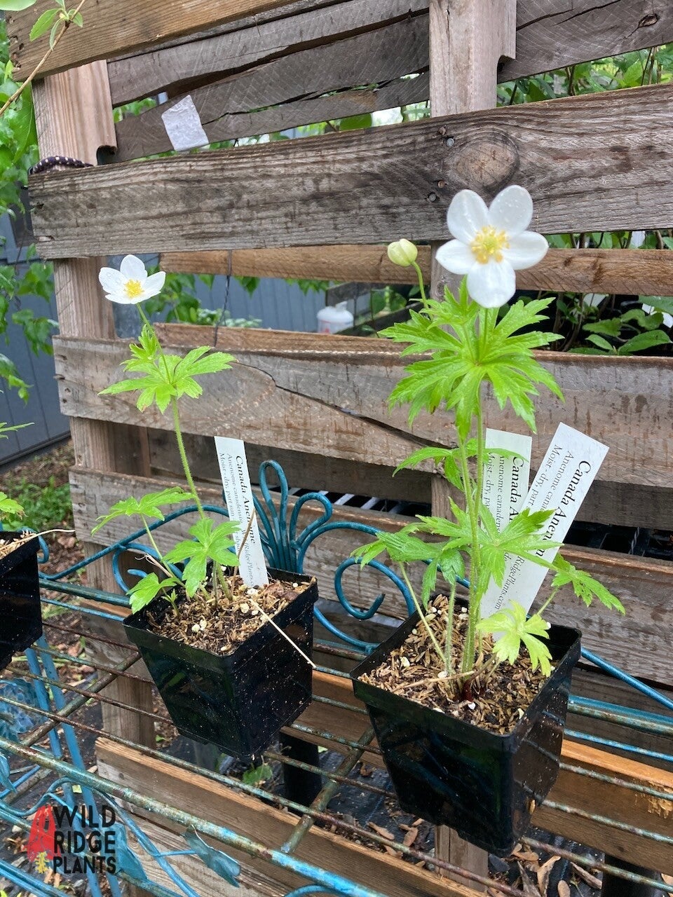 Anemone canadensis / Canada anemone | Wild Ridge Plants, LLC