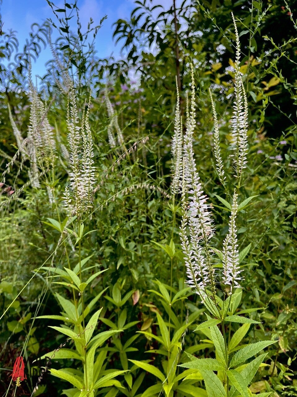 Veronicastrum virginicum / Culver's Root