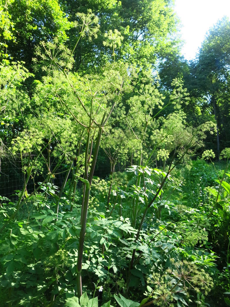 Angelica atropurpurea / Purplestem Angelica | Wild Ridge Plants, LLC