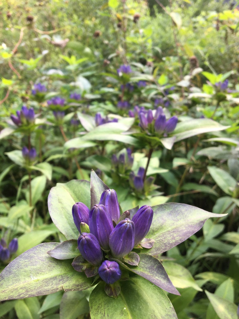 Gentiana andrewsii / Bottle Gentian | Wild Ridge Plants, LLC