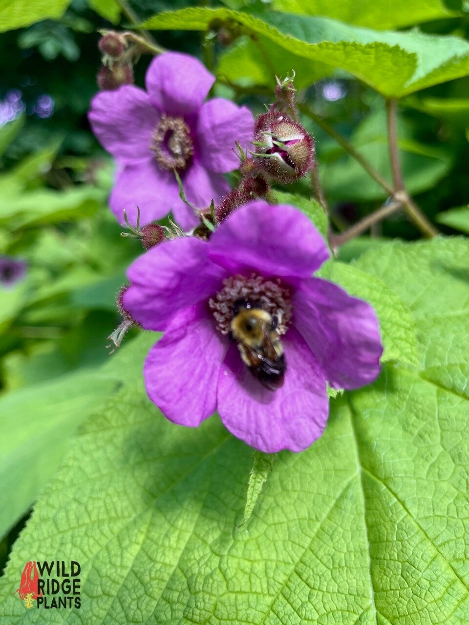 Wild Raspberry Bush Flowers