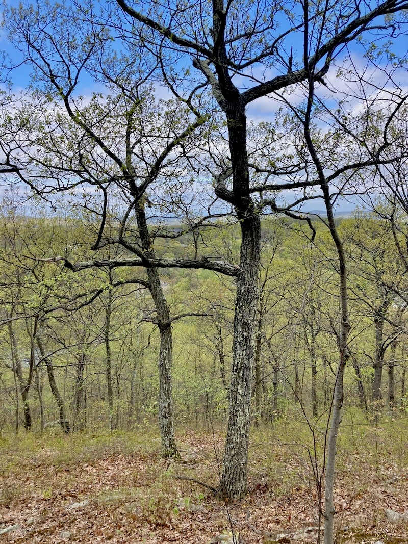 Wild Ridge Plants, LLC