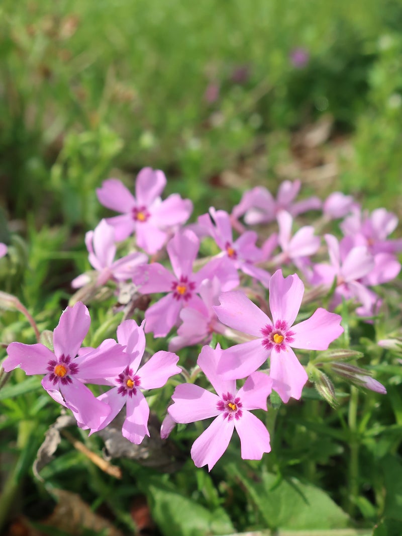 Phlox subulata / Moss Phlox | Wild Ridge Plants, LLC