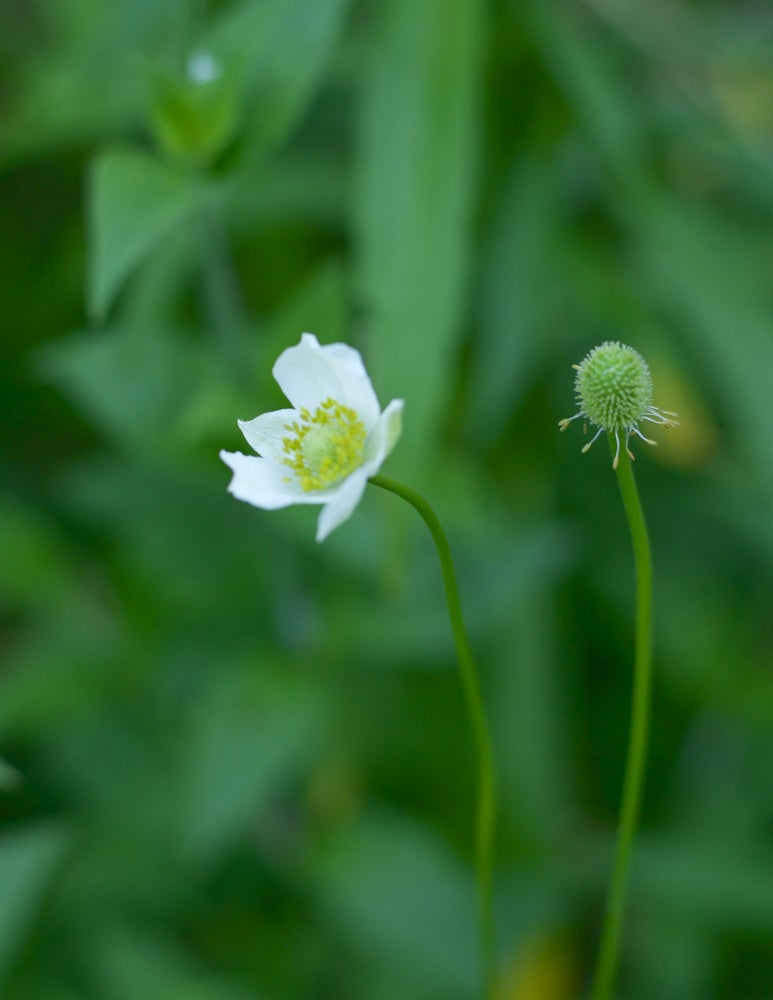 anemone-virginiana-thimbleweed-wild-ridge-plants-llc
