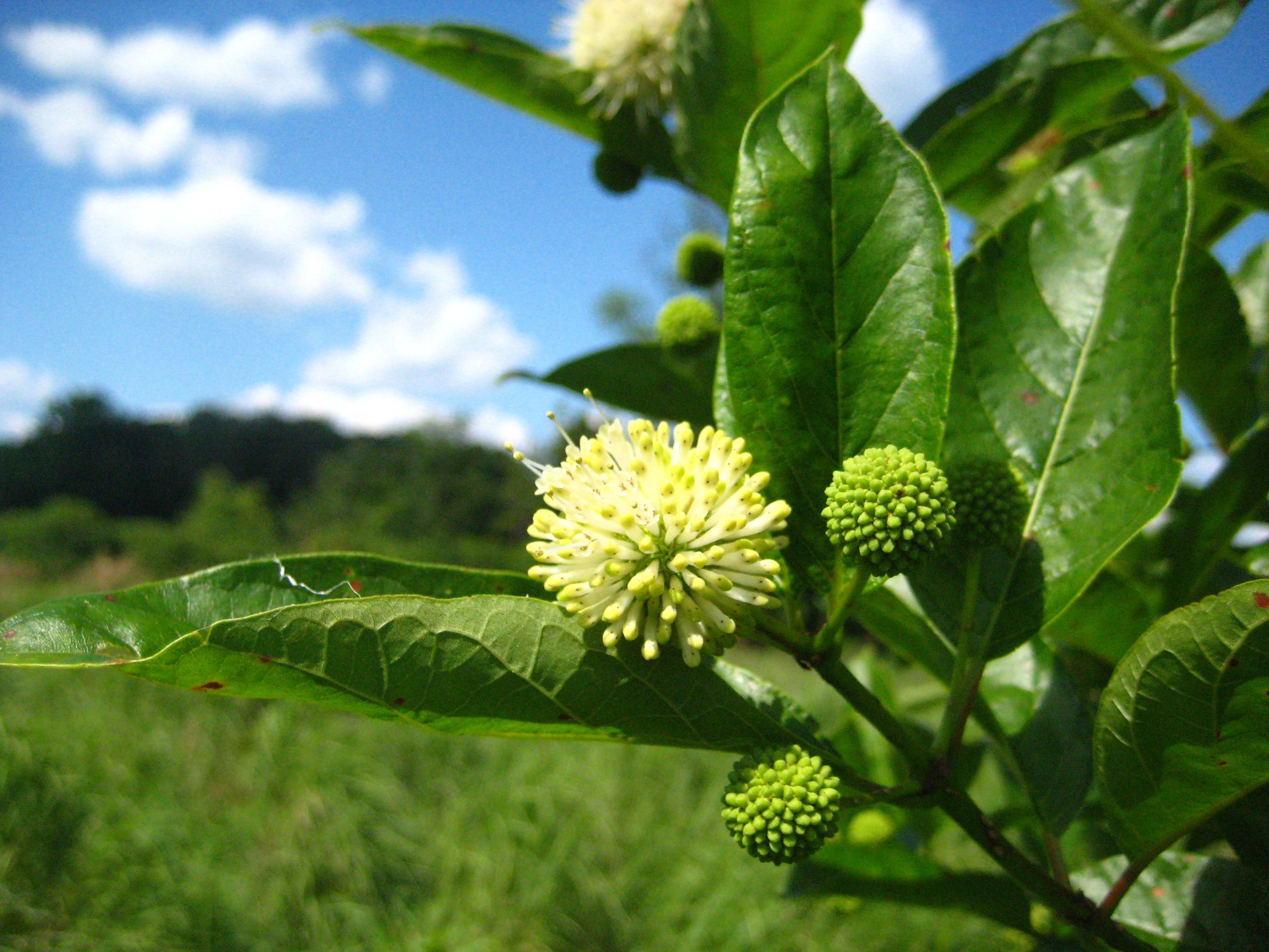 cephalanthus-occidentalis-buttonbush-wild-ridge-plants-llc
