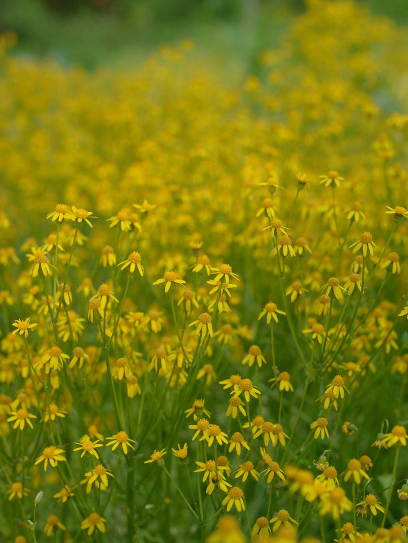 Packera obovata / Roundleaf Ragwort | Wild Ridge Plants, LLC