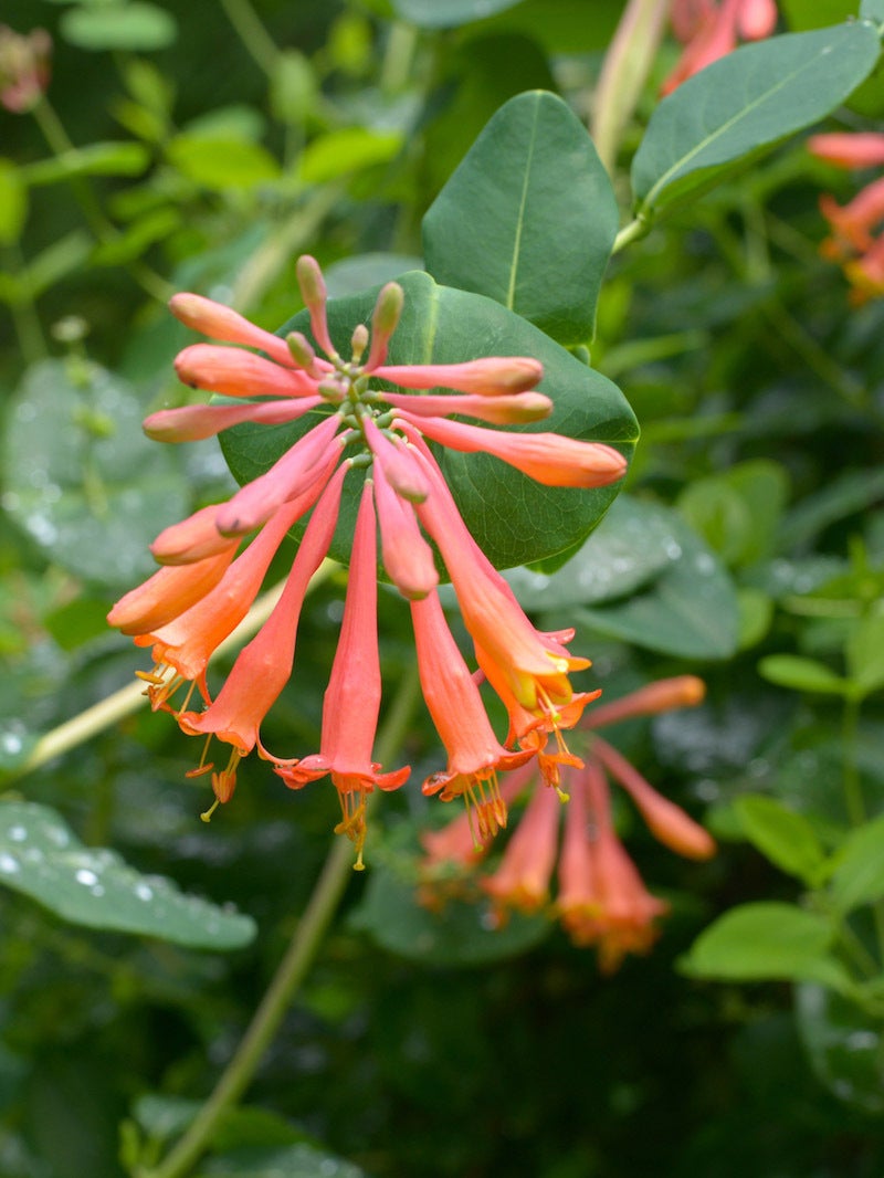 Lonicera Sempervirens Coral Honeysuckle Wild Ridge Plants LLC lonicera-sempervirens-coral-honeysuckle-wild-ridge-plants-llc