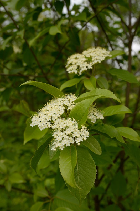 Viburnum lentago / Nannyberry | Wild Ridge Plants, LLC