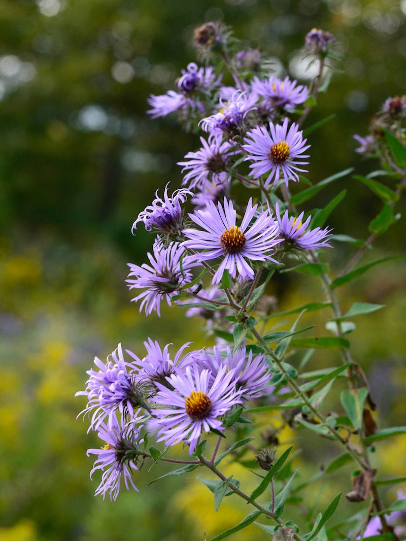 Purple aster discount