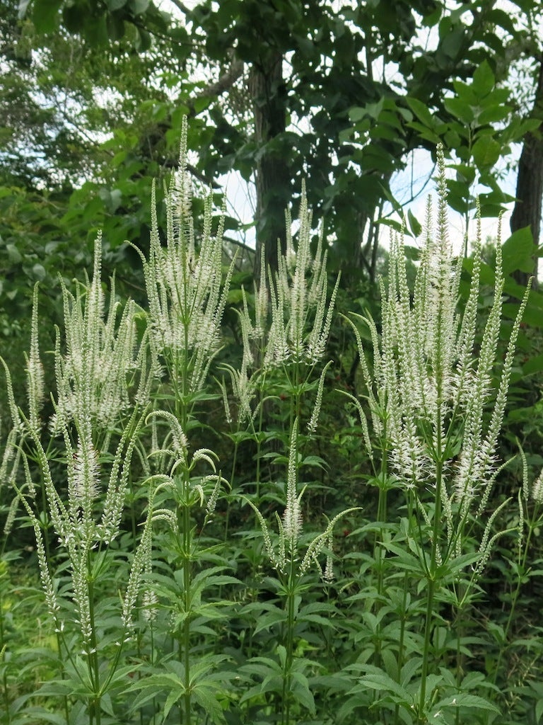 Veronicastrum virginicum / Culver's Root | Wild Ridge Plants, LLC