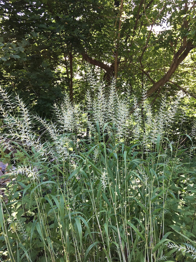 Elymus hystrix / Bottlebrush Grass | Wild Ridge Plants, LLC
