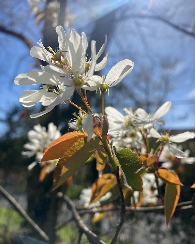 Amelanchier laevis / Smooth Serviceberry | Wild Ridge Plants, LLC