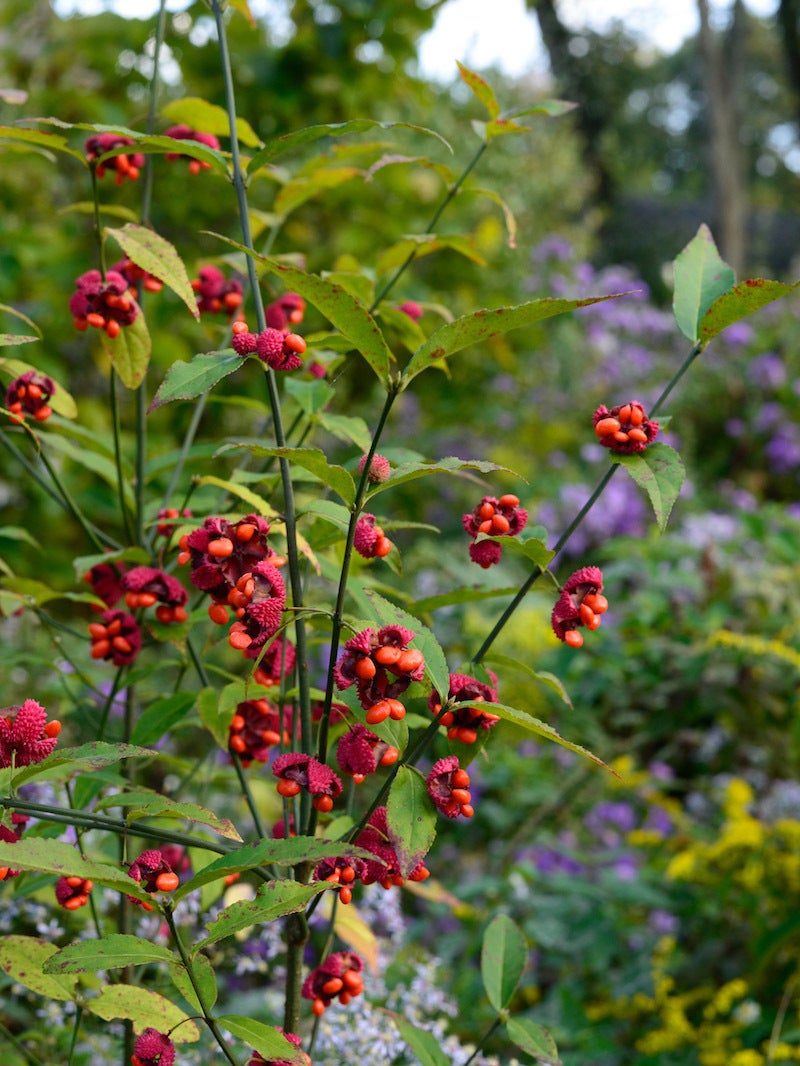 Euonymus Americanus Hearts a Bursting Wild Ridge Plants LLC euonymus-americanus-hearts-a-bursting-wild-ridge-plants-llc