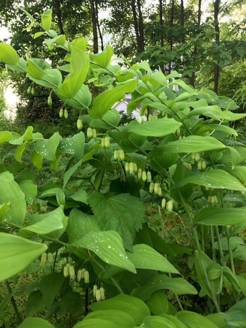 Polygonatum biflorum var commutatum / Giant Solomon's Seal | Wild Ridge ...