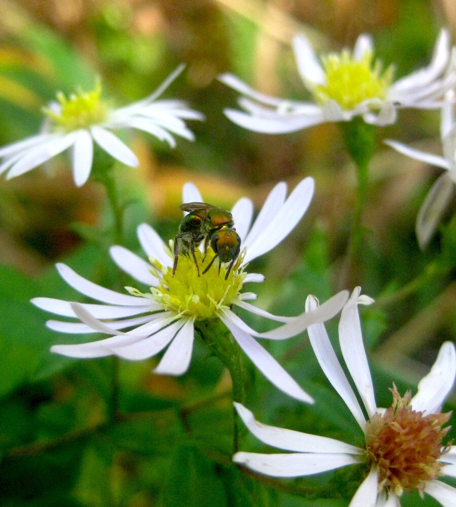 Eurybia divaricata / White Wood Aster | Wild Ridge Plants, LLC