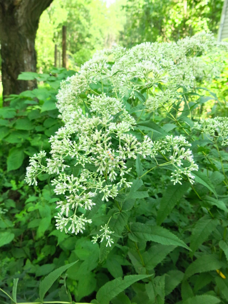 Native Boneset Eupatorium sessilifolium / Upland Boneset | Wild Ridge Plants, LLC