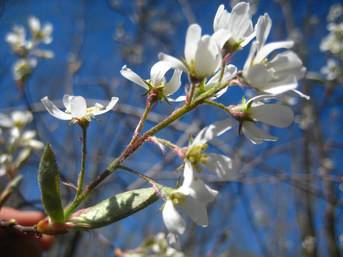 Amelanchier arborea / Downy Serviceberry | Wild Ridge Plants, LLC